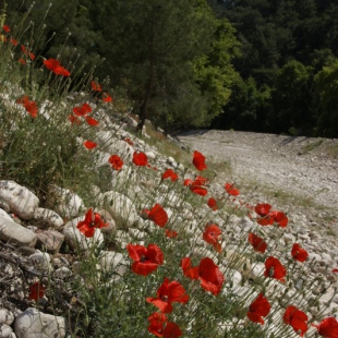 papaver rhoeas